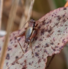 Trigonidium sp. (genus) at Mongarlowe, NSW - suppressed