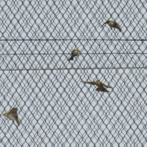 Ptilotula penicillata at Jerrabomberra, ACT - 3 Jun 2023