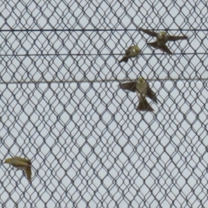 Ptilotula penicillata at Jerrabomberra, ACT - 3 Jun 2023