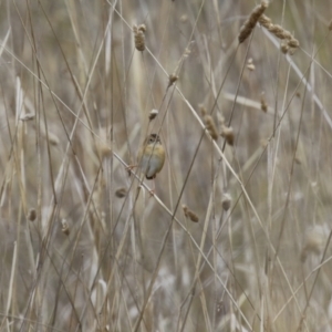 Cisticola exilis at Jerrabomberra, ACT - 3 Jun 2023 01:15 PM