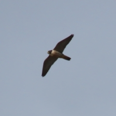 Falco peregrinus at Jerrabomberra, ACT - 3 Jun 2023