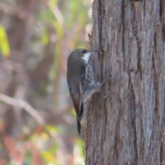 Cormobates leucophaea (White-throated Treecreeper) at Acton, ACT - 3 Jun 2023 by MatthewFrawley