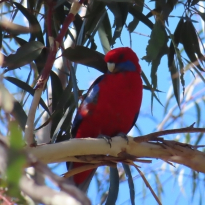 Platycercus elegans (Crimson Rosella) at Acton, ACT - 3 Jun 2023 by MatthewFrawley