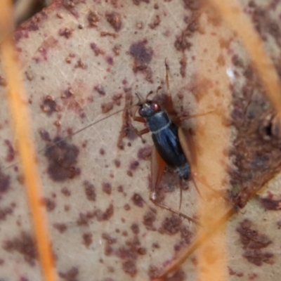 Trigonidium australiana (Leaf running cricket) at Mongarlowe River - 3 Jun 2023 by LisaH