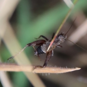 Bobilla killara at Mongarlowe, NSW - suppressed