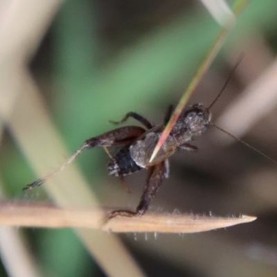 Bobilla killara (Pygmy Cricket) at Mongarlowe, NSW - 3 Jun 2023 by LisaH