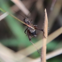 Bobilla killara at Mongarlowe, NSW - suppressed