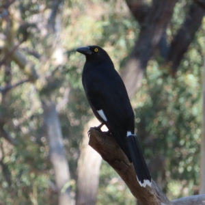 Strepera graculina at Acton, ACT - 3 Jun 2023