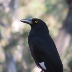 Strepera graculina at Acton, ACT - 3 Jun 2023