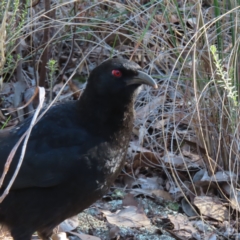 Corcorax melanorhamphos (White-winged Chough) at Acton, ACT - 3 Jun 2023 by MatthewFrawley