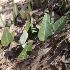 Hardenbergia violacea (False Sarsaparilla) at Molonglo Valley, ACT - 3 Jun 2023 by MatthewFrawley
