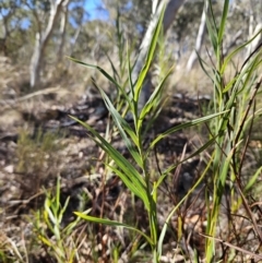 Stypandra glauca (Nodding Blue Lily) at Molonglo Valley, ACT - 3 Jun 2023 by MatthewFrawley