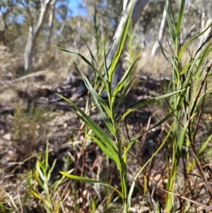 Stypandra glauca at Molonglo Valley, ACT - 3 Jun 2023