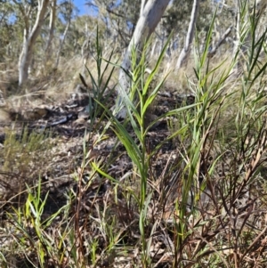 Stypandra glauca at Molonglo Valley, ACT - 3 Jun 2023