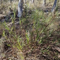 Stypandra glauca at Molonglo Valley, ACT - 3 Jun 2023