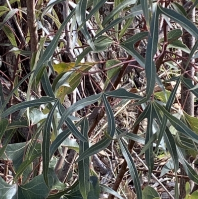 Brachychiton populneus subsp. populneus (Kurrajong) at Molonglo Valley, ACT - 3 Jun 2023 by Steve_Bok