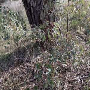 Brachychiton populneus subsp. populneus at Molonglo Valley, ACT - 3 Jun 2023 10:36 AM