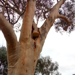 Laetiporus portentosus (White Punk) at Ainslie, ACT - 3 Jun 2023 by PandaLemon