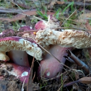 Russula 'purpureoflava group' at Belconnen, ACT - 20 May 2023 03:58 PM