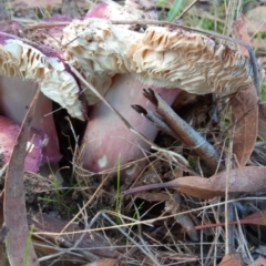 Russula 'purpureoflava group' at Belconnen, ACT - 20 May 2023 03:58 PM