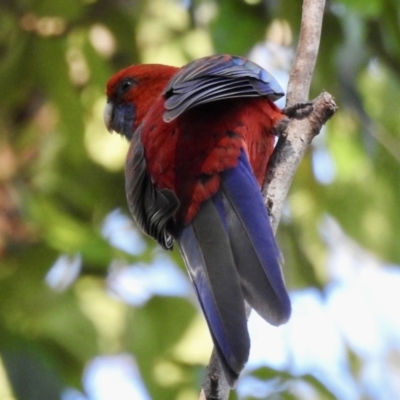 Platycercus elegans (Crimson Rosella) at Narooma, NSW - 28 May 2023 by GlossyGal