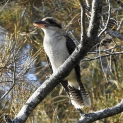 Dacelo novaeguineae (Laughing Kookaburra) at Narooma, NSW - 28 May 2023 by GlossyGal