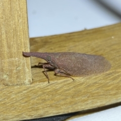 Rentinus dilatatus (Fulgorid planthopper) at Jerrabomberra, NSW - 3 Jun 2023 by Steve_Bok