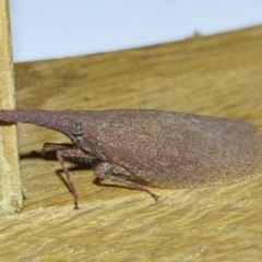 Rentinus dilatatus at Jerrabomberra, NSW - suppressed