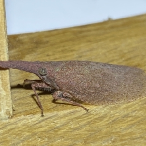 Rentinus dilatatus at Jerrabomberra, NSW - suppressed