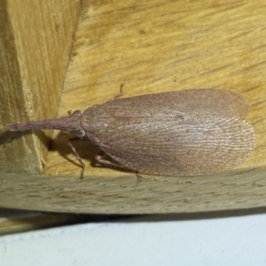 Rentinus dilatatus at Jerrabomberra, NSW - suppressed