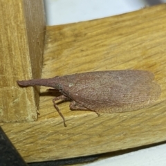 Rentinus dilatatus at Jerrabomberra, NSW - 4 Jun 2023