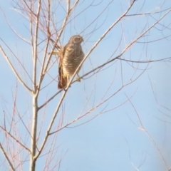 Accipiter cirrocephalus (Collared Sparrowhawk) at Jerrabomberra Wetlands - 3 Jun 2023 by TomW