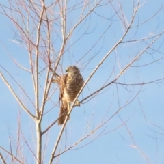 Accipiter cirrocephalus at Fyshwick, ACT - 4 Jun 2023