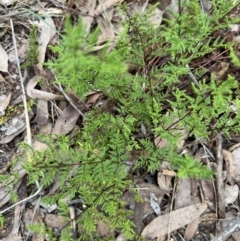 Cheilanthes sieberi subsp. sieberi (Narrow Rock Fern) at Stromlo, ACT - 4 Jun 2023 by JimL