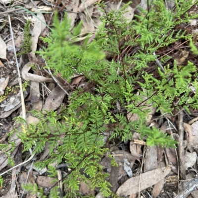 Cheilanthes sieberi subsp. sieberi (Narrow Rock Fern) at Stromlo, ACT - 4 Jun 2023 by JimL