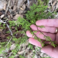 Cheilanthes sieberi subsp. sieberi at Stromlo, ACT - 4 Jun 2023