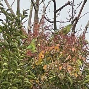 Polytelis swainsonii at Waramanga, ACT - suppressed