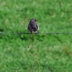 Petroica phoenicea (Flame Robin) at Wodonga, VIC - 4 Jun 2023 by KylieWaldon