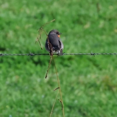 Petroica phoenicea (Flame Robin) at Wodonga, VIC - 4 Jun 2023 by KylieWaldon