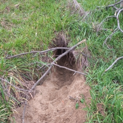 Vombatus ursinus (Common wombat, Bare-nosed Wombat) at Paddys River, ACT - 4 Jun 2023 by michaelb