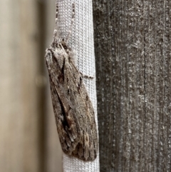 Chlenias nodosus (A geometer moth) at Jerrabomberra, NSW - 4 Jun 2023 by SteveBorkowskis