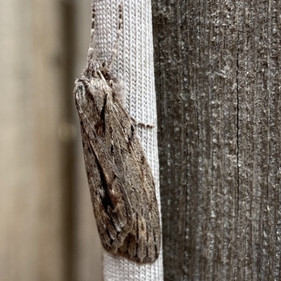 Chlenias nodosus (A geometer moth) at Jerrabomberra, NSW - 4 Jun 2023 by SteveBorkowskis