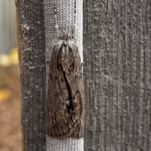 Chlenias nodosus at Jerrabomberra, NSW - 4 Jun 2023