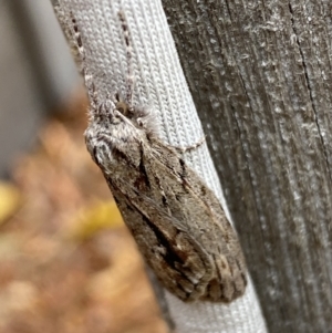 Chlenias nodosus at Jerrabomberra, NSW - 4 Jun 2023