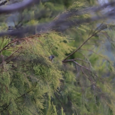 Acanthiza pusilla (Brown Thornbill) at Denman Prospect, ACT - 4 Jun 2023 by JimL