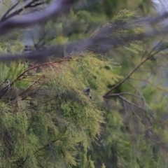 Acanthiza pusilla at Denman Prospect, ACT - 4 Jun 2023