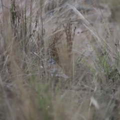 Colluricincla harmonica (Grey Shrikethrush) at Denman Prospect, ACT - 4 Jun 2023 by JimL