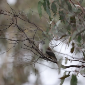 Colluricincla harmonica at Denman Prospect, ACT - 4 Jun 2023