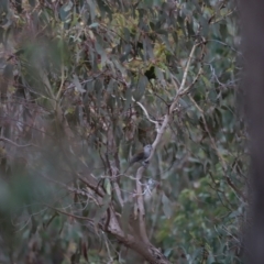 Colluricincla harmonica at Denman Prospect, ACT - 4 Jun 2023