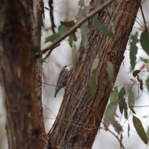 Cormobates leucophaea at Denman Prospect, ACT - 4 Jun 2023 11:42 AM